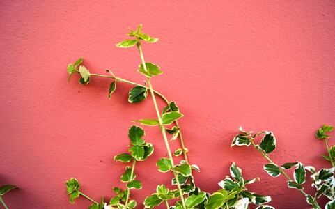Rustic pink wall with green leaves