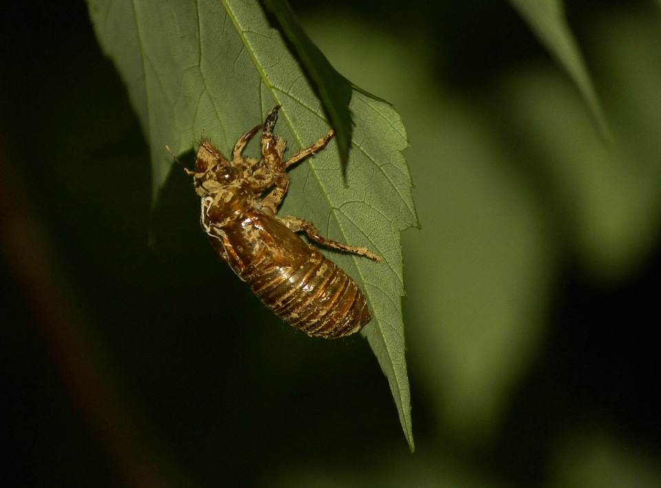 Exoskeleton molt bugs
