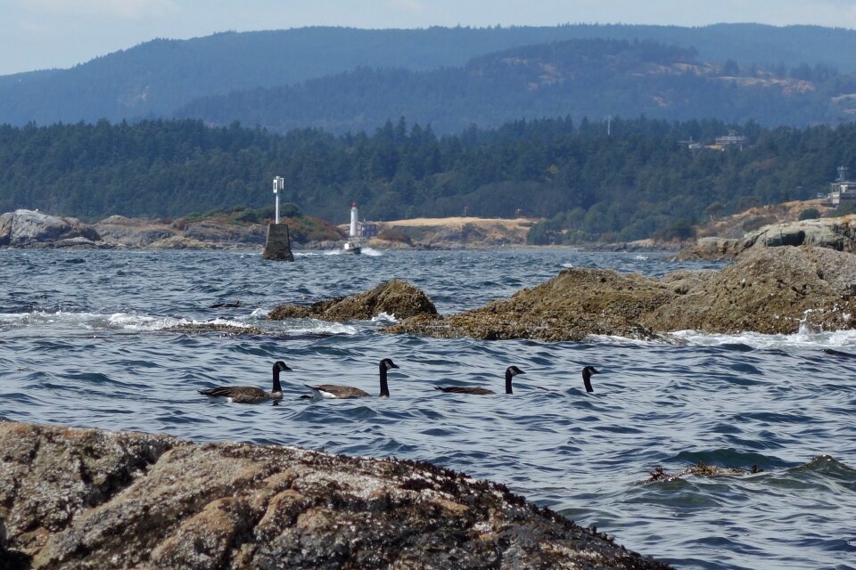 A flock of Canada Geese takes off from a pond.