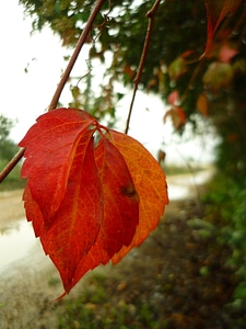 Orange path vegetation