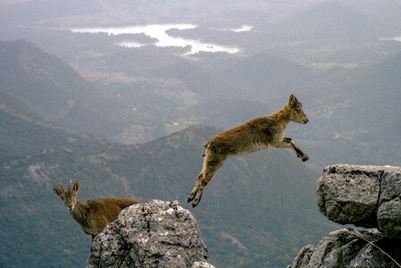 leap of faith concept goats jumping across a crevasse photo