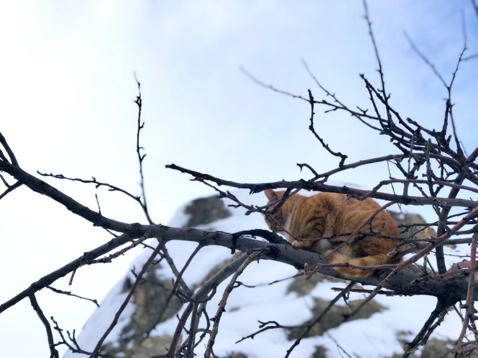 cat