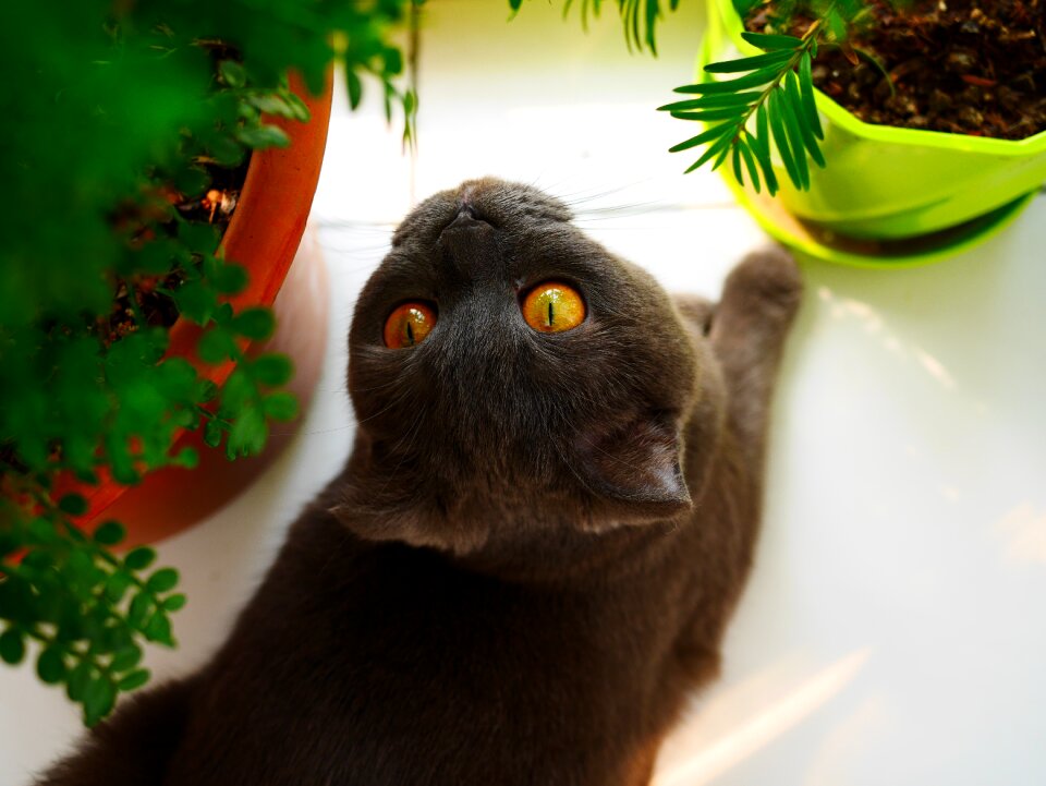 cat