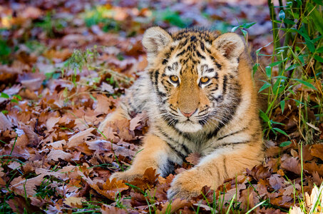 Amur tiger cub lays in a grass photo