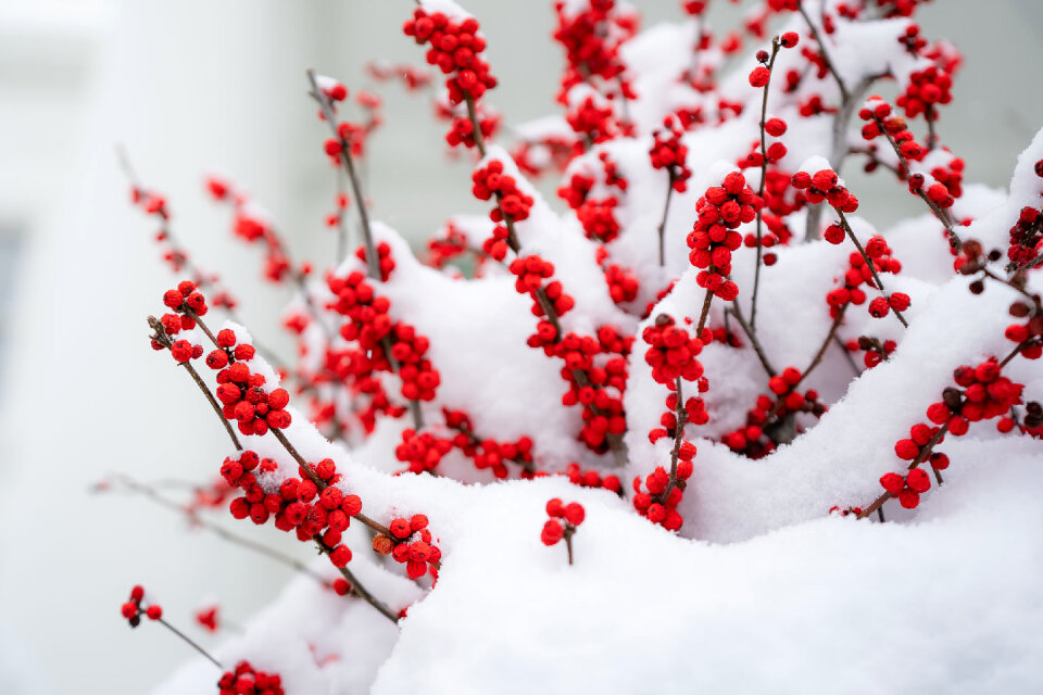 Snow-covered red berries are seen at the White House