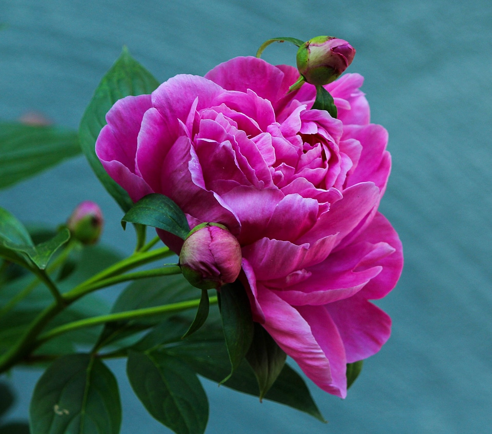 Blossom pink fuchsia