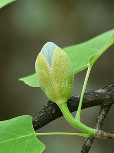 Go up growth liriodendron tulipifera photo