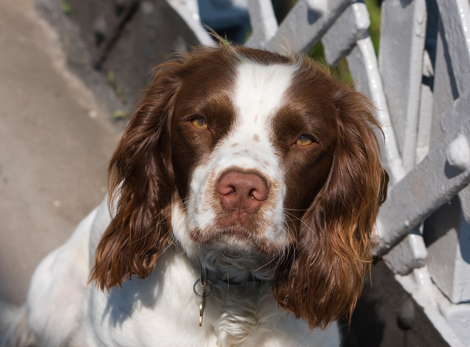 Spaniel hunting dog portrait