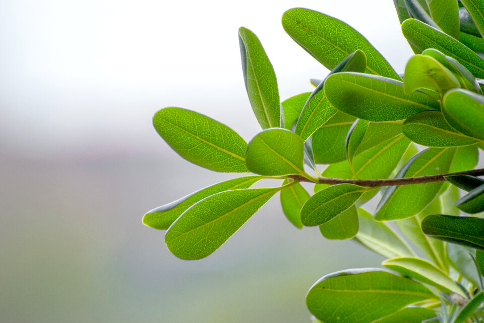 Twig with green leaves isolated on white