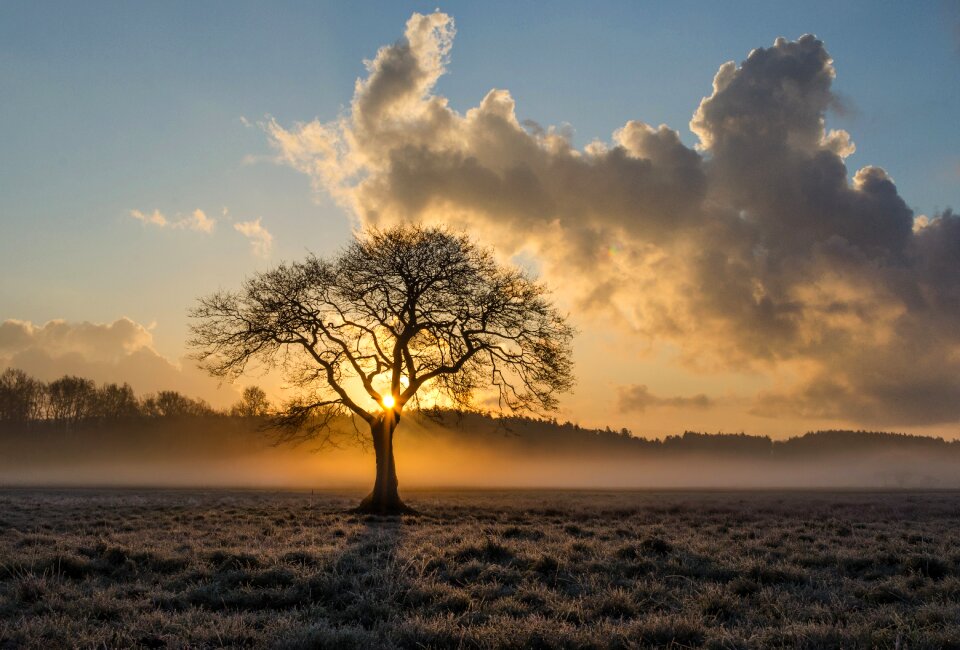 magical sunrise with tree