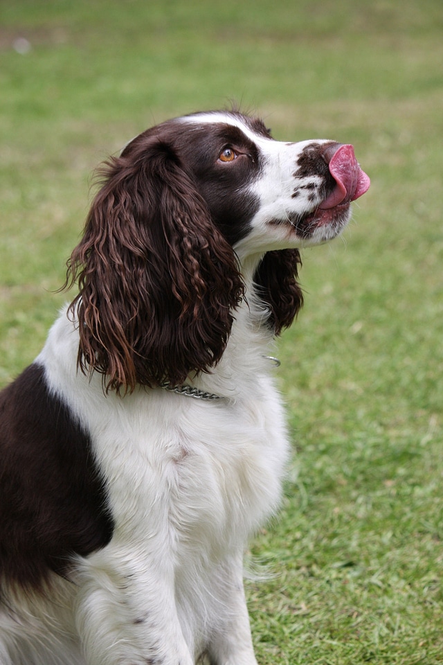 Tongue english springer spaniel springer