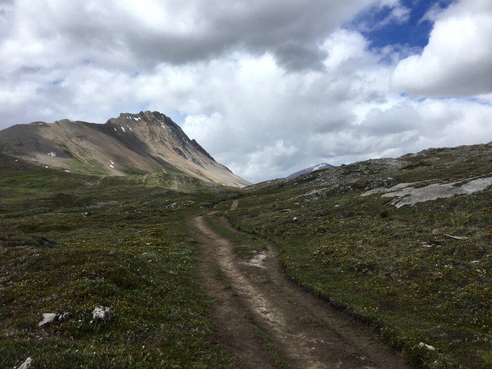 Snow Covered Mt Athabasca From the Wilcox Pass Trail