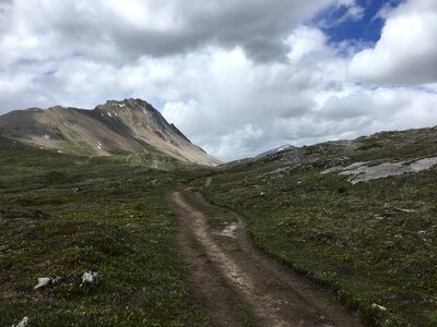Snow Covered Mt Athabasca From the Wilcox Pass Trail