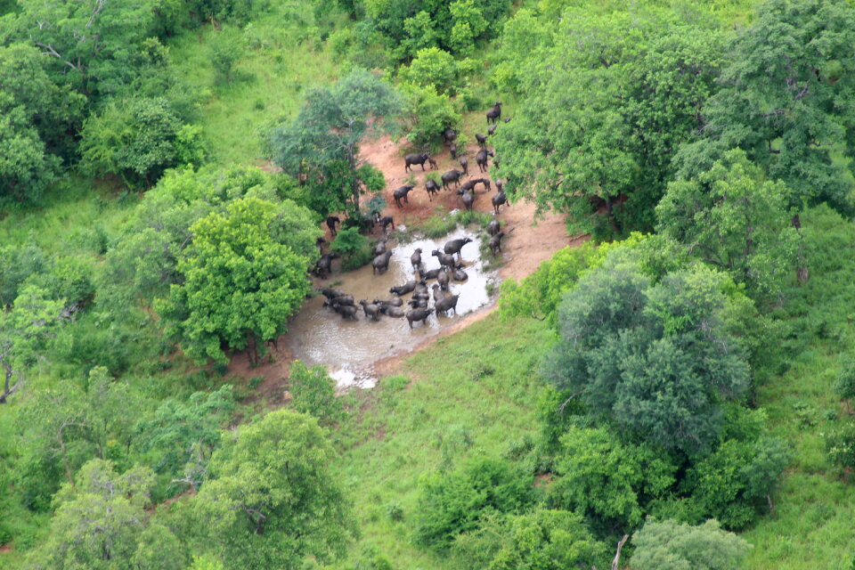 Niassa National Reserve Park