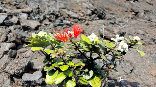 Volcano National Park in Hawaii