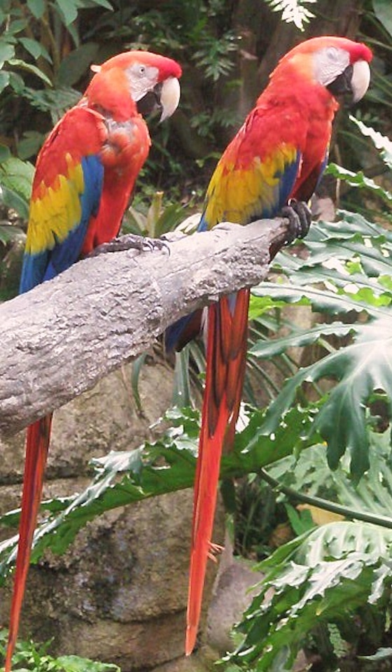 Tropical colorful branch photo