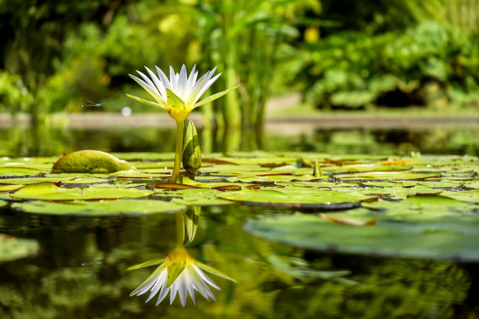 white water lilly in pond