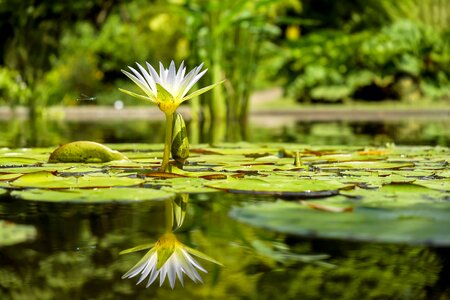 white water lilly in pond
