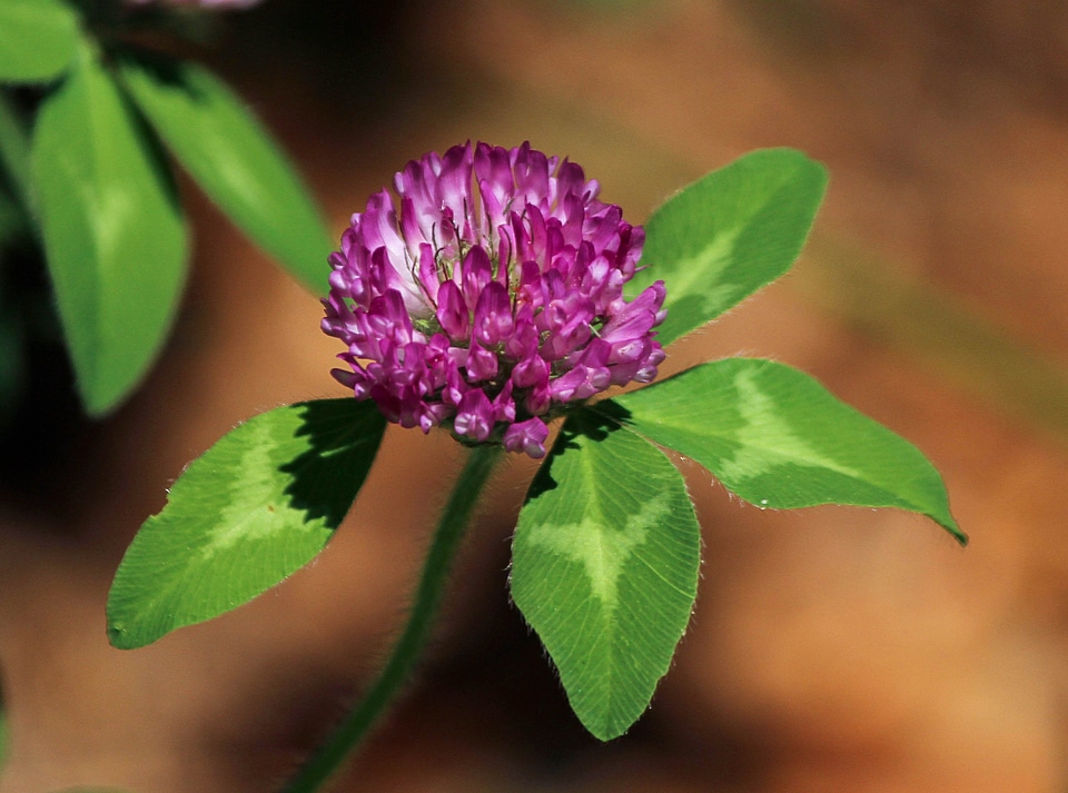 Floral plant natural