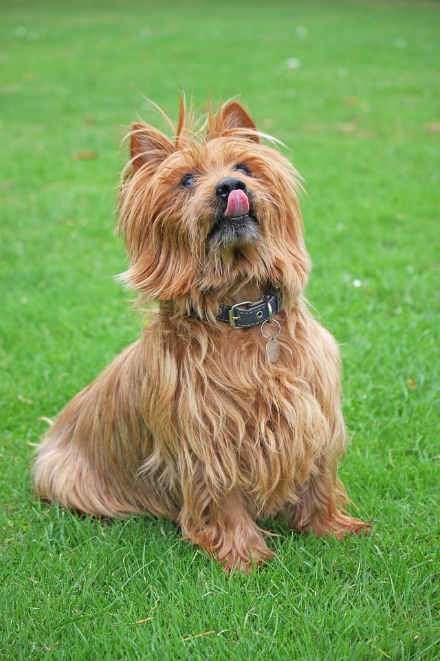 Licking lips canine