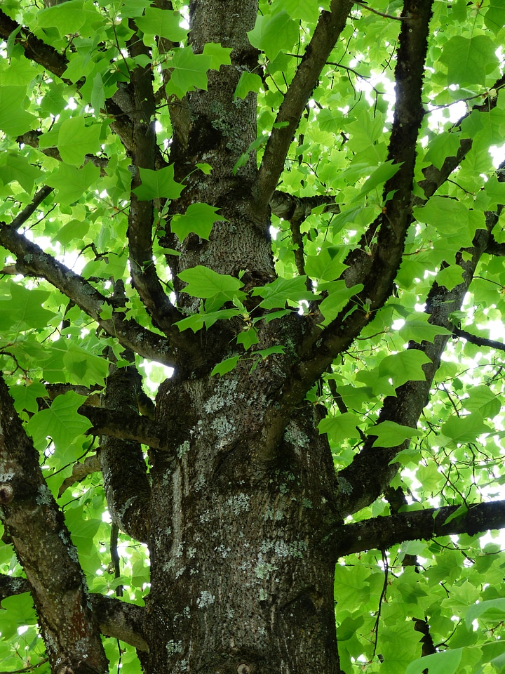 Branches liriodendron tulipifera magnoliengewaechs photo