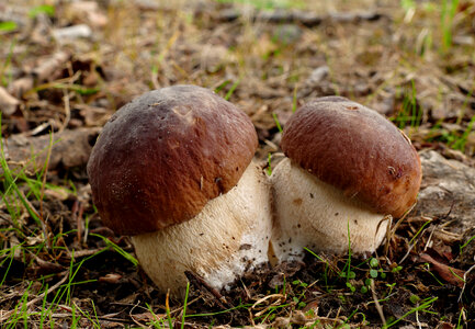 King boletes in the woods photo