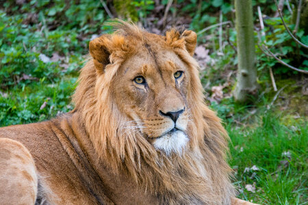 African Lion in Savanna photo