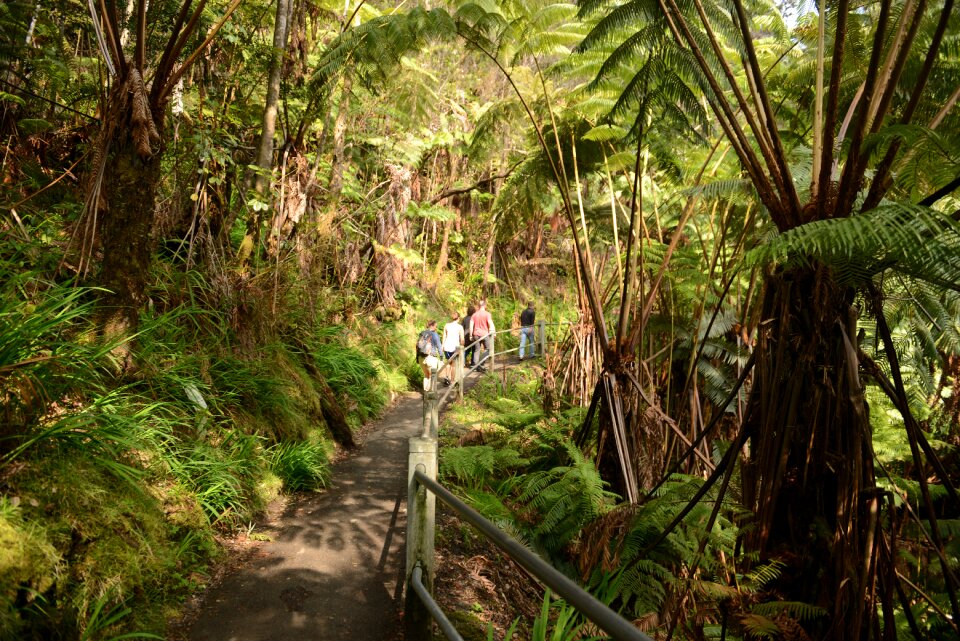 Entrance to Thurston Lava Tube in Hawaii Volcanoes National Park