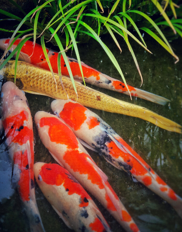 Japanese garden pond with koi carp fish
