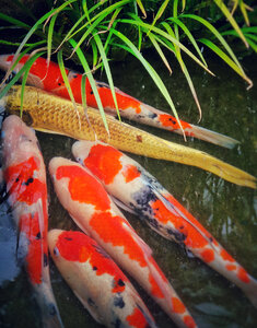 Japanese garden pond with koi carp fish photo