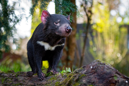 Tasmanian Devil photo