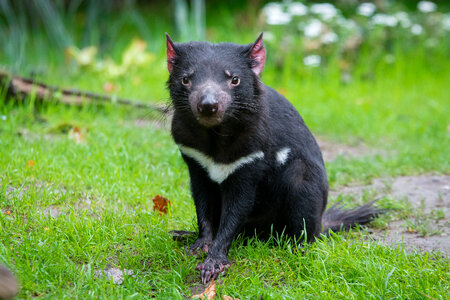 Young Tasmanian devil photo