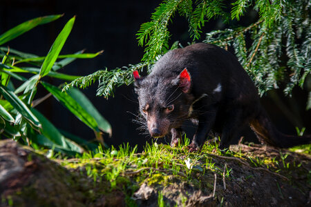 Tasmanian Devil photo