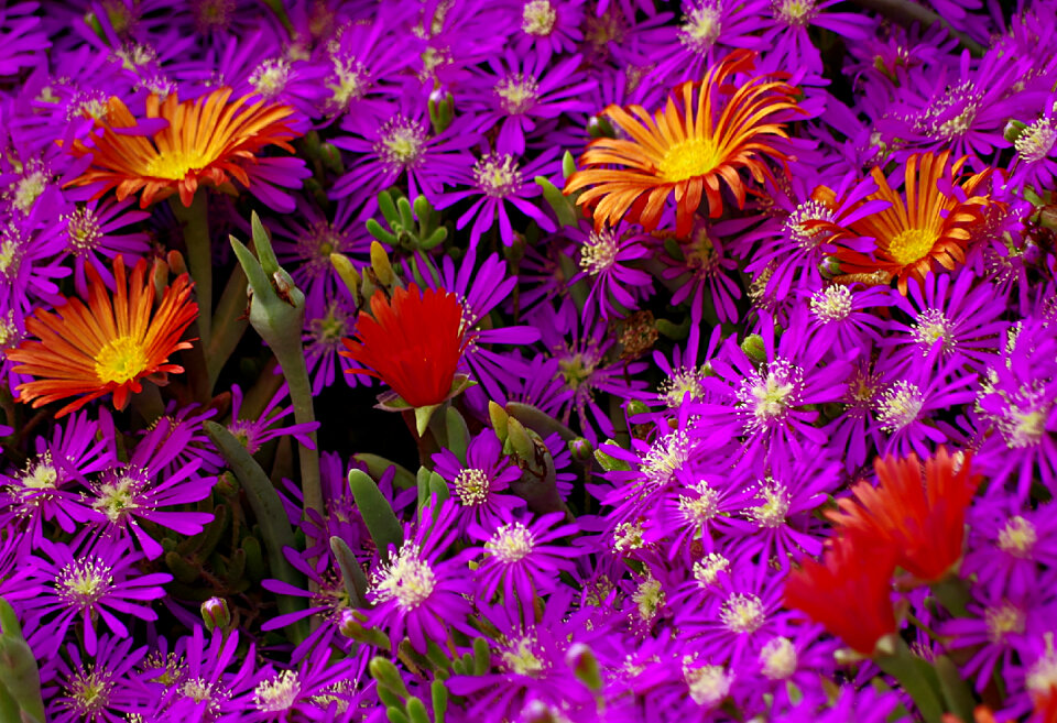 Abstract background texture of flowers. Close-up