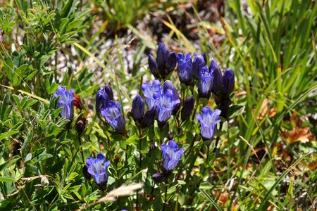 Mt Rainier National Park Wildflowers