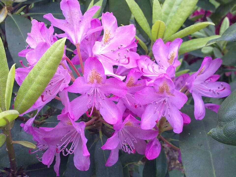 Rhododendron light violet