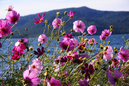 Hokkaido photo