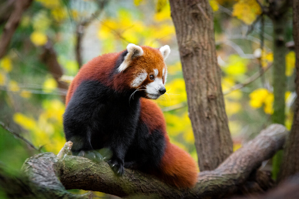 Red Panda photo