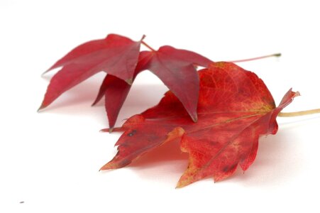 beautiful colorful autumn leaves