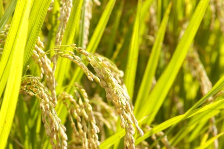 close up of yellow green rice field