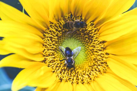 Sunflower with bee on sunflower field landscape photo