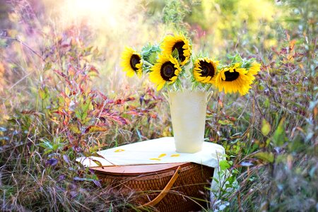 Sunflower Vase HD picture photo