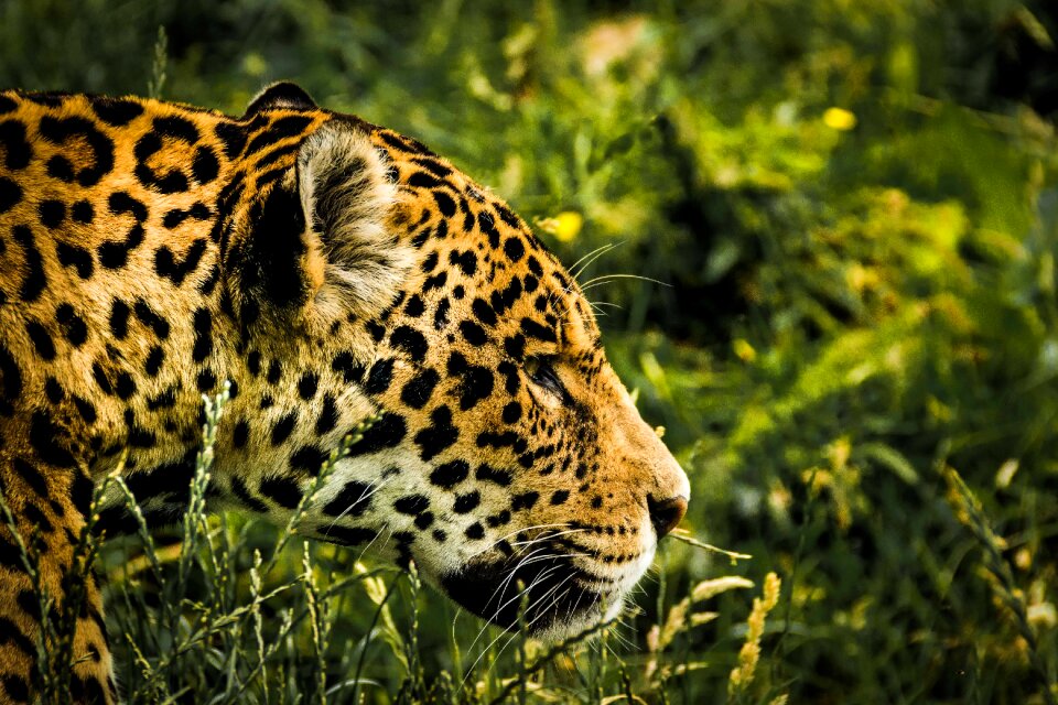 Jaguar beautiful wildlife HD picture