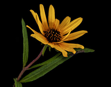 Helianthus angustifolius Linnaeus, Swamp Sunflower