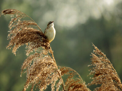 Beautiful seddge warbler close up photo
