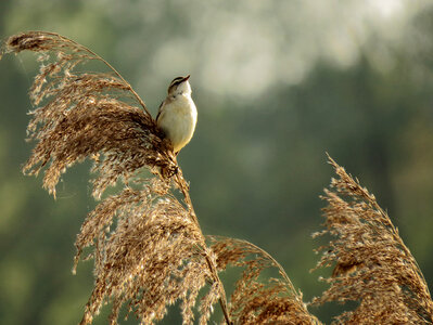 Beautiful seddge warbler close up