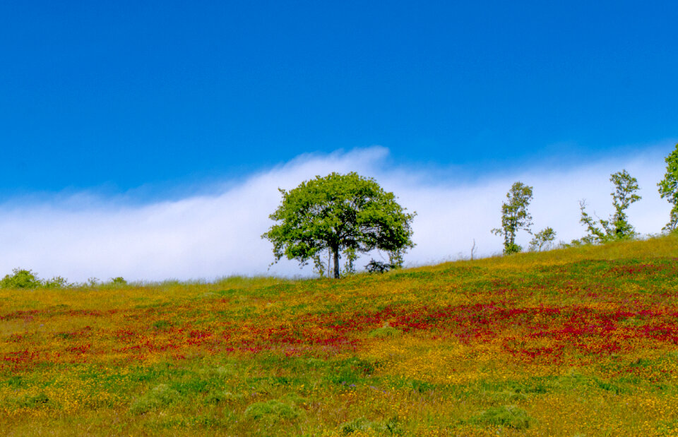View of the magic pink flowers on the hill.