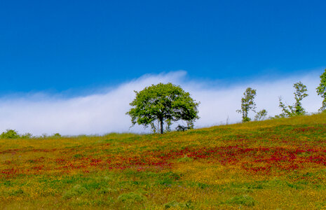 View of the magic pink flowers on the hill.