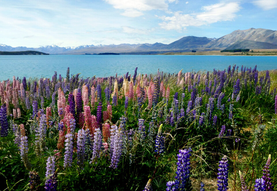 Beautiful lupine flower in Lake Tekapo, New Zealand