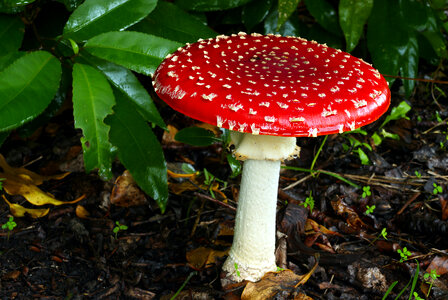 Amanita muscaria, a poisonous mushroom in a forest